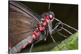 Green-Celled Cattleheart Butterfly, Costa Rica-null-Stretched Canvas