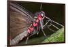 Green-Celled Cattleheart Butterfly, Costa Rica-null-Framed Photographic Print