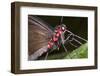 Green-Celled Cattleheart Butterfly, Costa Rica-null-Framed Photographic Print
