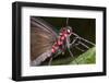Green-Celled Cattleheart Butterfly, Costa Rica-null-Framed Photographic Print