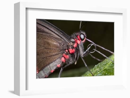 Green-Celled Cattleheart Butterfly, Costa Rica-null-Framed Photographic Print