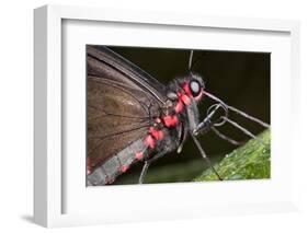 Green-Celled Cattleheart Butterfly, Costa Rica-null-Framed Photographic Print