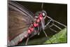 Green-Celled Cattleheart Butterfly, Costa Rica-null-Mounted Photographic Print