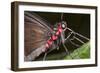 Green-Celled Cattleheart Butterfly, Costa Rica-null-Framed Photographic Print