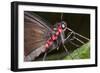 Green-Celled Cattleheart Butterfly, Costa Rica-null-Framed Photographic Print