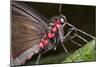 Green-Celled Cattleheart Butterfly, Costa Rica-null-Mounted Photographic Print