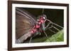 Green-Celled Cattleheart Butterfly, Costa Rica-null-Framed Photographic Print