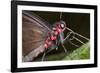 Green-Celled Cattleheart Butterfly, Costa Rica-null-Framed Photographic Print