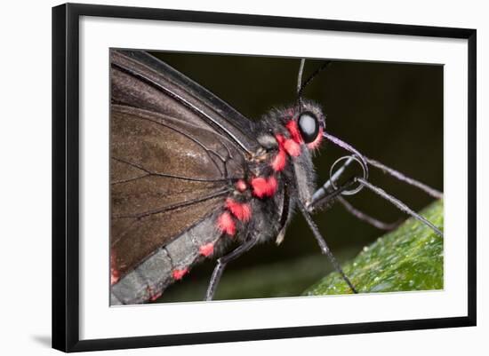 Green-Celled Cattleheart Butterfly, Costa Rica-null-Framed Photographic Print