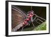 Green-Celled Cattleheart Butterfly, Costa Rica-null-Framed Photographic Print