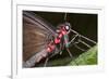 Green-Celled Cattleheart Butterfly, Costa Rica-null-Framed Photographic Print