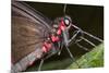 Green-Celled Cattleheart Butterfly, Costa Rica-null-Mounted Photographic Print