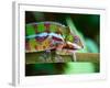 Green Chameleon on the Green Grass-Fedor Selivanov-Framed Photographic Print