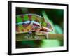 Green Chameleon on the Green Grass-Fedor Selivanov-Framed Photographic Print