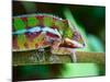 Green Chameleon on the Green Grass-Fedor Selivanov-Mounted Photographic Print