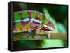 Green Chameleon on the Green Grass-Fedor Selivanov-Framed Stretched Canvas