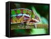 Green Chameleon on the Green Grass-Fedor Selivanov-Framed Stretched Canvas