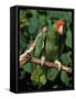Green Cheeked Amazon, Amazona Viridigenalis-Lynn M^ Stone-Framed Stretched Canvas