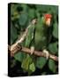 Green Cheeked Amazon, Amazona Viridigenalis-Lynn M^ Stone-Stretched Canvas