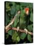Green Cheeked Amazon, Amazona Viridigenalis-Lynn M^ Stone-Stretched Canvas