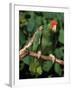Green Cheeked Amazon, Amazona Viridigenalis-Lynn M^ Stone-Framed Premium Photographic Print