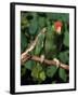 Green Cheeked Amazon, Amazona Viridigenalis-Lynn M^ Stone-Framed Premium Photographic Print