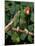 Green Cheeked Amazon, Amazona Viridigenalis-Lynn M^ Stone-Mounted Premium Photographic Print
