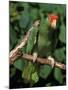 Green Cheeked Amazon, Amazona Viridigenalis-Lynn M^ Stone-Mounted Premium Photographic Print