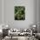Green Cheeked Amazon, Amazona Viridigenalis-Lynn M^ Stone-Photographic Print displayed on a wall