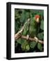 Green Cheeked Amazon, Amazona Viridigenalis-Lynn M^ Stone-Framed Photographic Print