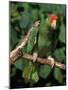 Green Cheeked Amazon, Amazona Viridigenalis-Lynn M^ Stone-Mounted Photographic Print