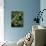 Green Cheeked Amazon, Amazona Viridigenalis-Lynn M^ Stone-Photographic Print displayed on a wall