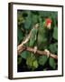 Green Cheeked Amazon, Amazona Viridigenalis-Lynn M^ Stone-Framed Photographic Print