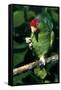 Green-Cheeked Amazon Parrot (Amazona Viridigenalis)-Lynn M^ Stone-Framed Stretched Canvas