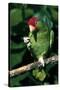 Green-Cheeked Amazon Parrot (Amazona Viridigenalis)-Lynn M^ Stone-Stretched Canvas