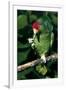 Green-Cheeked Amazon Parrot (Amazona Viridigenalis)-Lynn M^ Stone-Framed Photographic Print