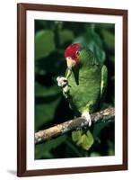 Green-Cheeked Amazon Parrot (Amazona Viridigenalis)-Lynn M^ Stone-Framed Photographic Print