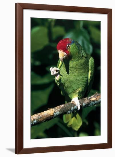 Green-Cheeked Amazon Parrot (Amazona Viridigenalis)-Lynn M^ Stone-Framed Photographic Print