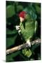 Green-Cheeked Amazon Parrot (Amazona Viridigenalis)-Lynn M^ Stone-Mounted Photographic Print