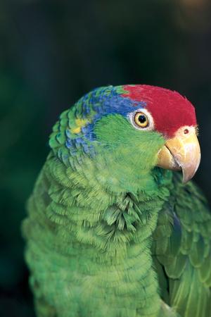 Green-Cheeked Amazon Parrot (Amazona Viridigenalis)' Photographic Print -  Lynn M. Stone | AllPosters.com