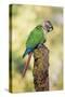 Green-Cheeked Conure-null-Stretched Canvas
