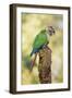 Green-Cheeked Conure-null-Framed Photographic Print