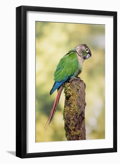 Green-Cheeked Conure-null-Framed Photographic Print