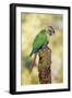 Green-Cheeked Conure-null-Framed Photographic Print