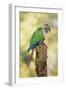 Green-Cheeked Conure-null-Framed Photographic Print