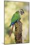 Green-Cheeked Conure-null-Mounted Photographic Print