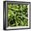 Green Chili Peppers Collage-null-Framed Photographic Print