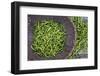 Green Chillies in Hpa an Morning Market, Kayin State (Karen State), Myanmar (Burma), Asia-Matthew Williams-Ellis-Framed Photographic Print