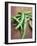 Green Chillies-Tara Fisher-Framed Photographic Print