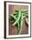 Green Chillies-Tara Fisher-Framed Photographic Print